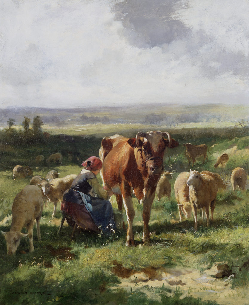 woman milking a cow