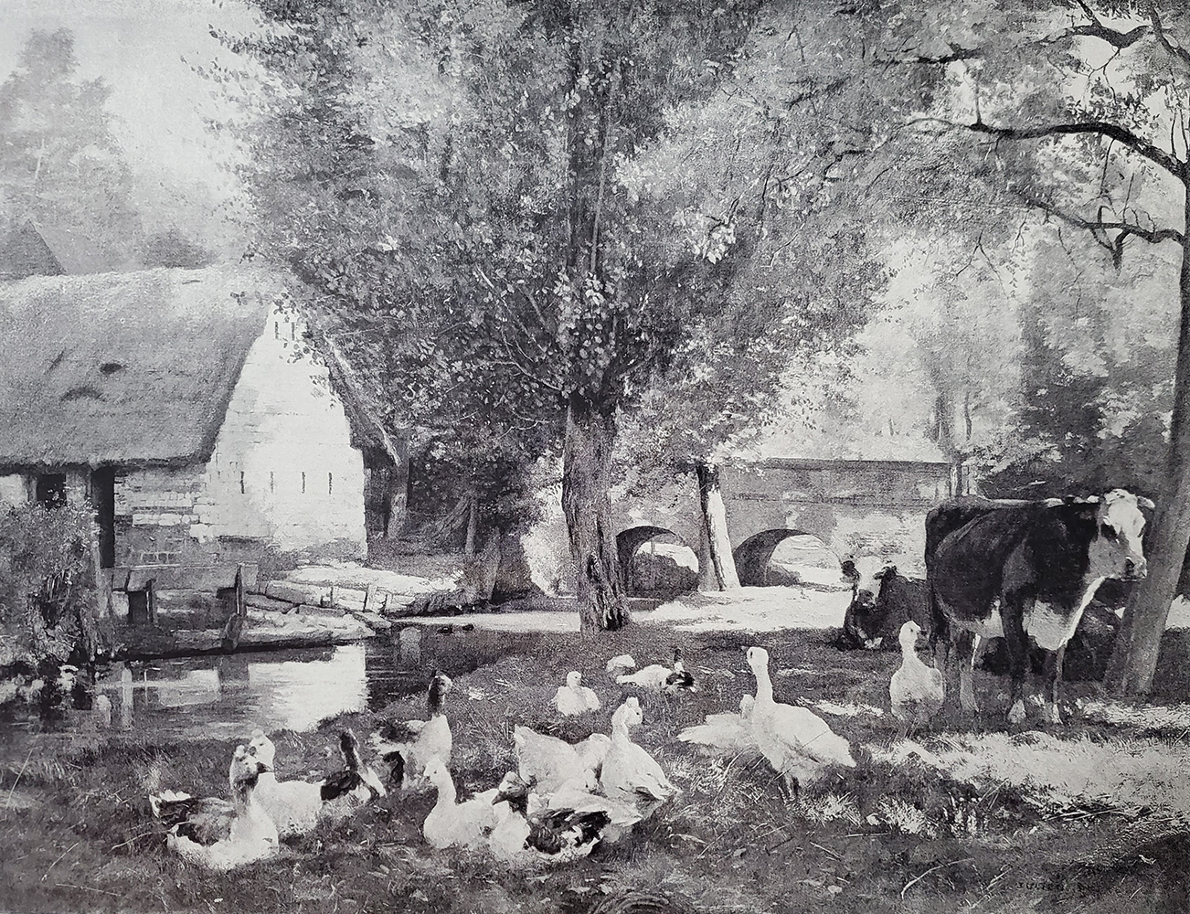 cows and ducks by the river